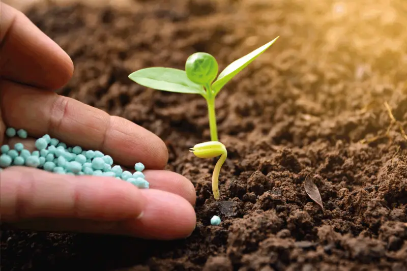 20-20-20 Fertilizer