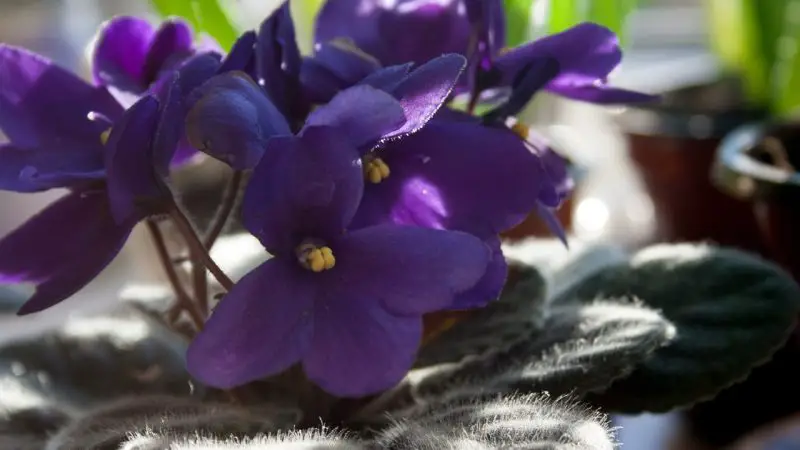 African Violet Fertilizer