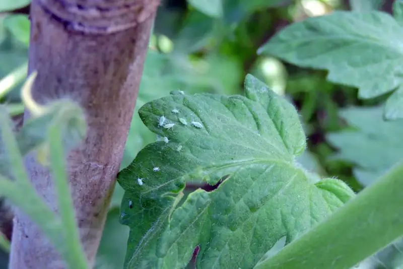 Aphids on Tomatoes