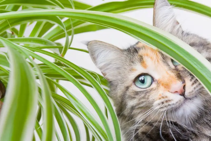 Are Spider Plants Toxic to Cats