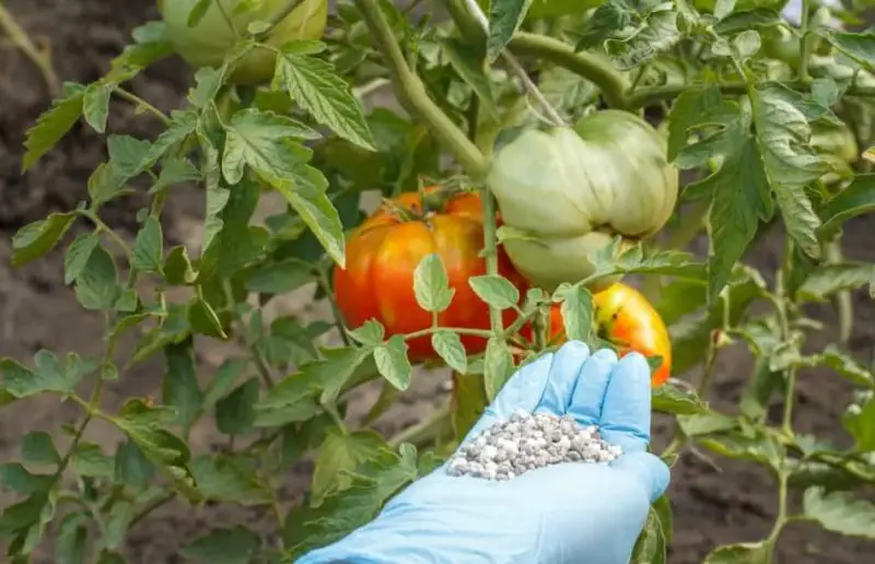 Balanced Fertilizer for Tomatoes