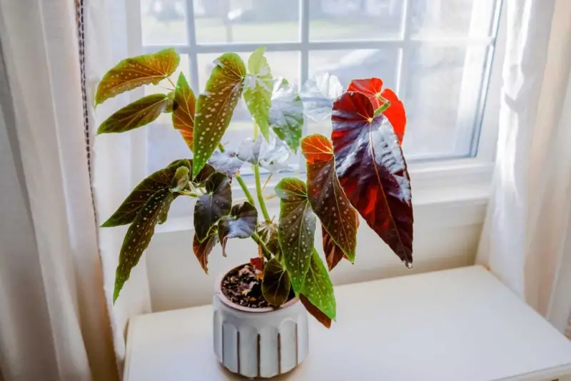 Begonia Maculata Care
