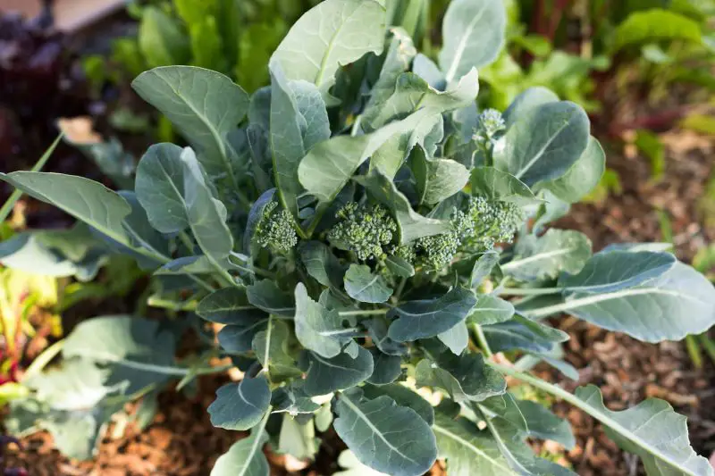 Broccoli Companion Plants