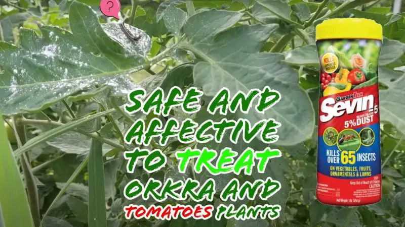 Can You Put Sevin Dust on Tomato Plants