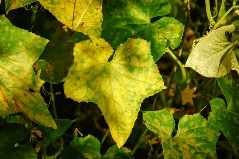 Cucumber Plant Leaves Turning Yellow