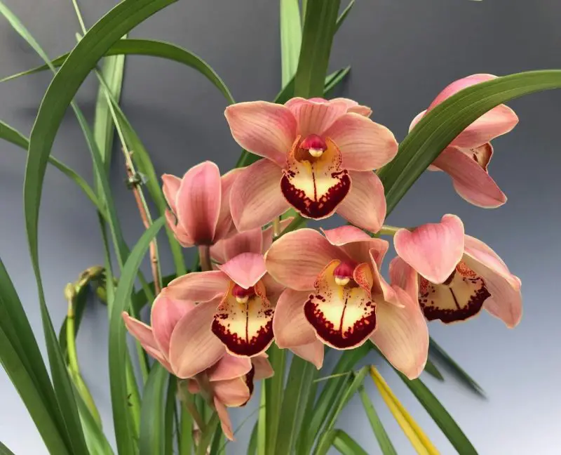 Cymbidium Orchid Plant Care