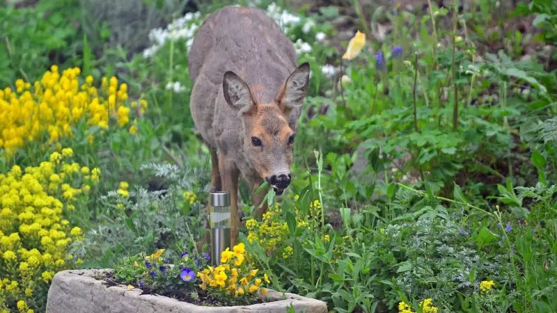 Do Deer Eat Rosemary Plants