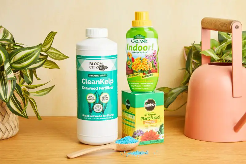 Fertilizing Indoor Plants