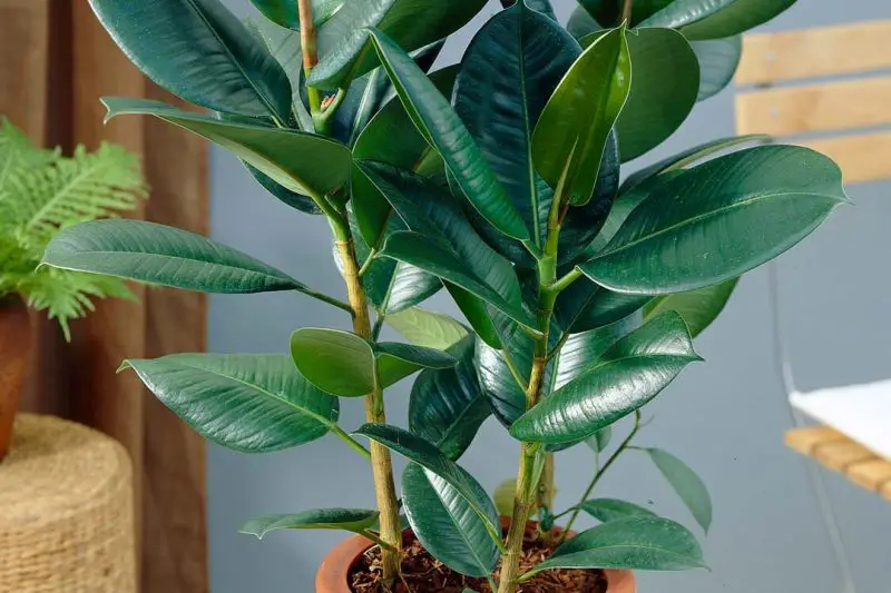 Ficus trees, commonly called fig trees