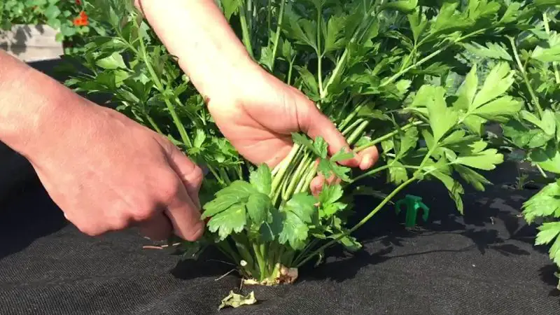 How Do You Harvest Parsley