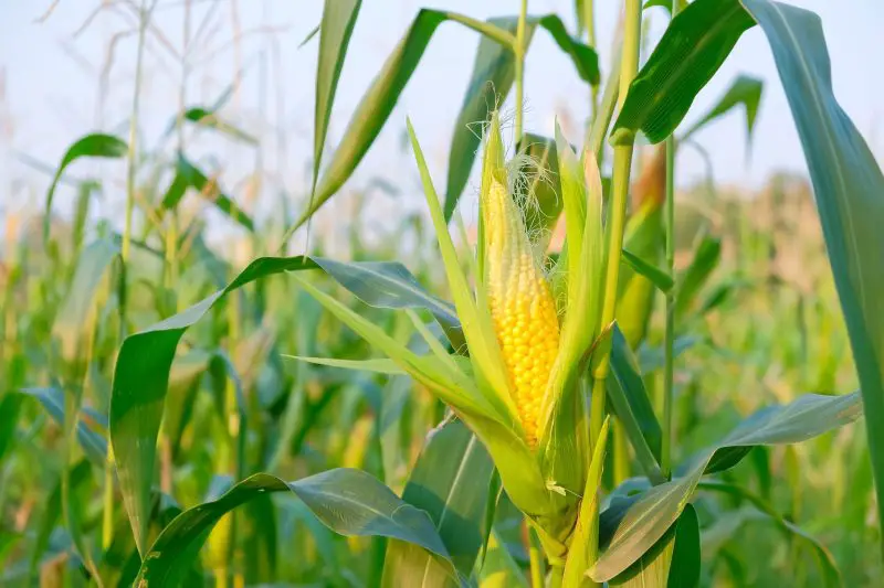 How Long Does Corn Take to Grow