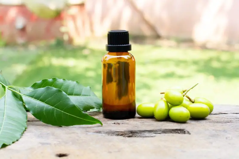 How Long Does Mixed Neem Oil Stay Good