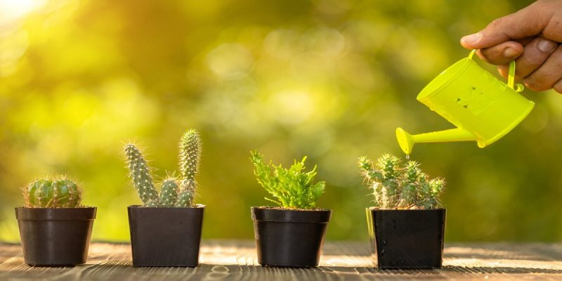 How Often Should You Water a Cactus