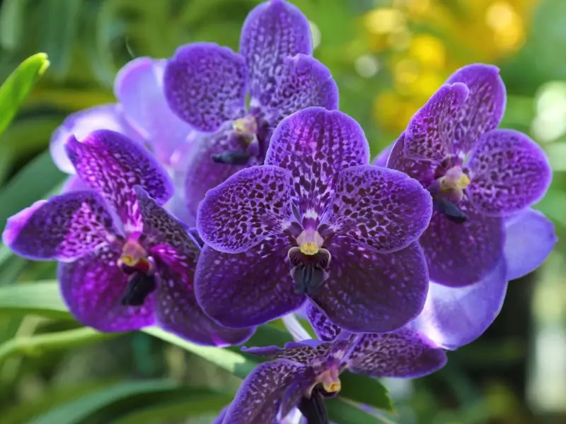 How To Care For Vanda Orchids