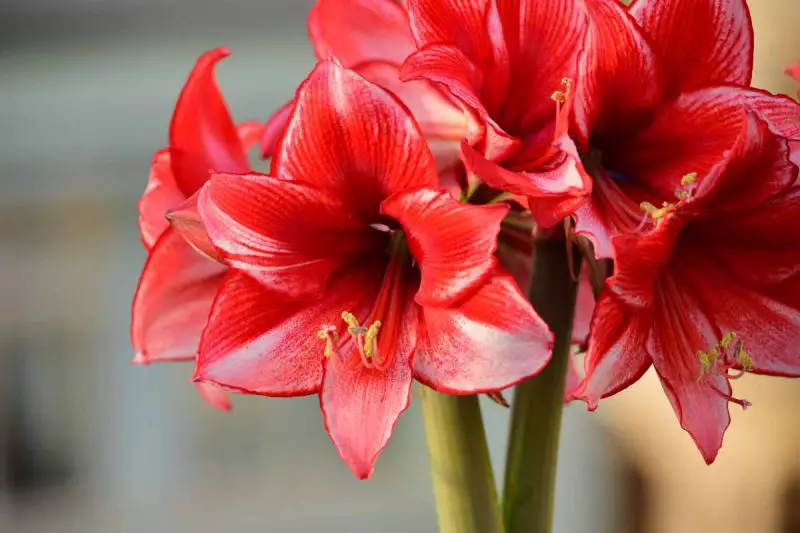 How to Care for Amaryllis