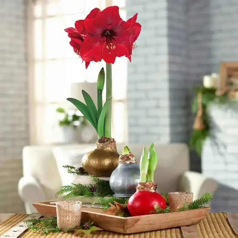 How to Care for Amaryllis in Wax 