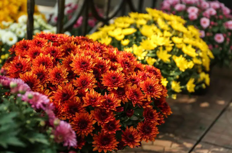 How to Care for Chrysanthemums in a Pot