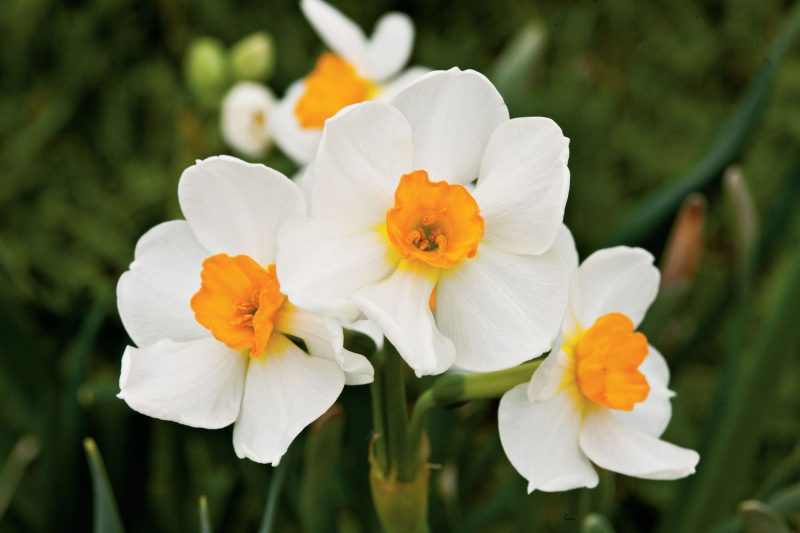 How to Care for Daffodils