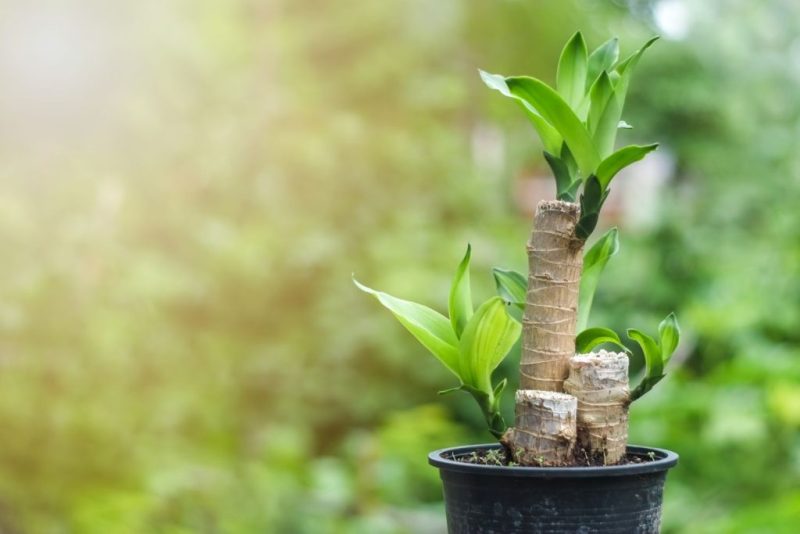 How to Care for a Corn Plant