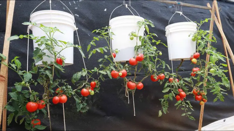 How to Grow Hanging Plant Tomatoes