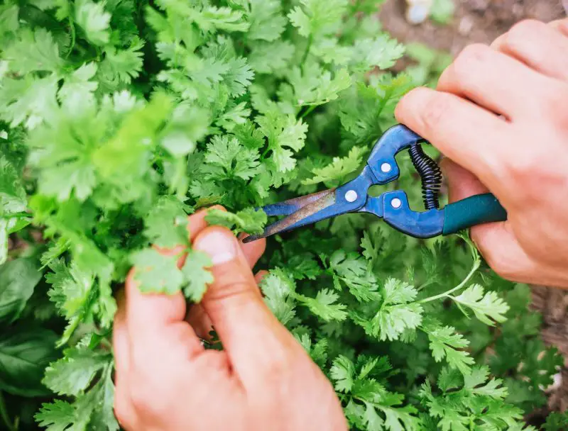 How to Harvest Cilantro