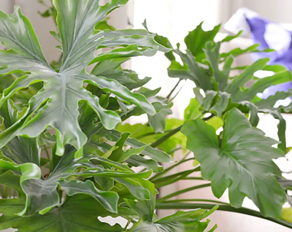 How to Propagate Split Leaf Philodendron