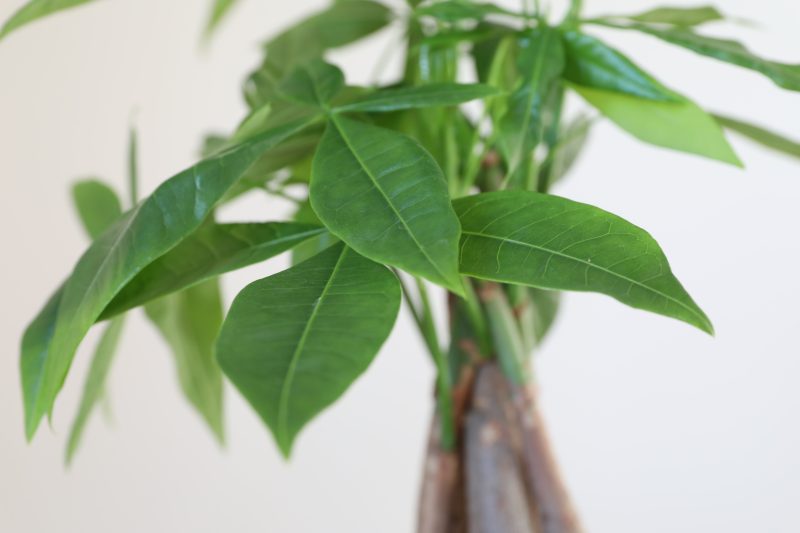 How to Repot a Money Tree