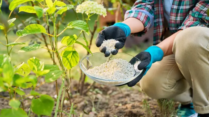 Hydrangea Fertilizer