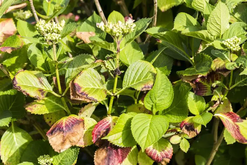 Hydrangea Leaves Turning Yellow