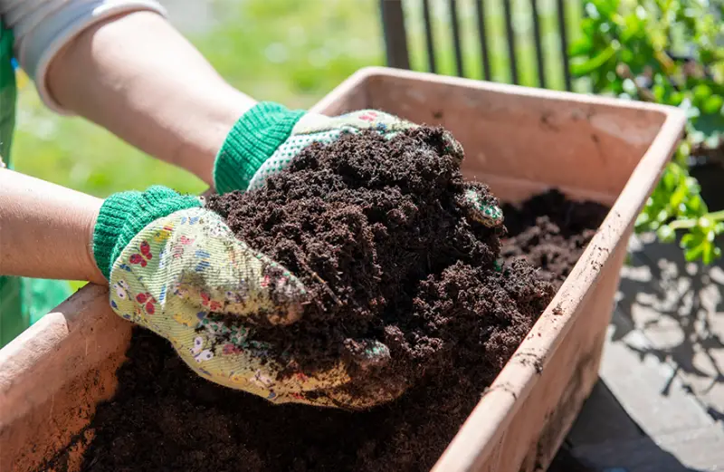 Potting Soil for Vegetables