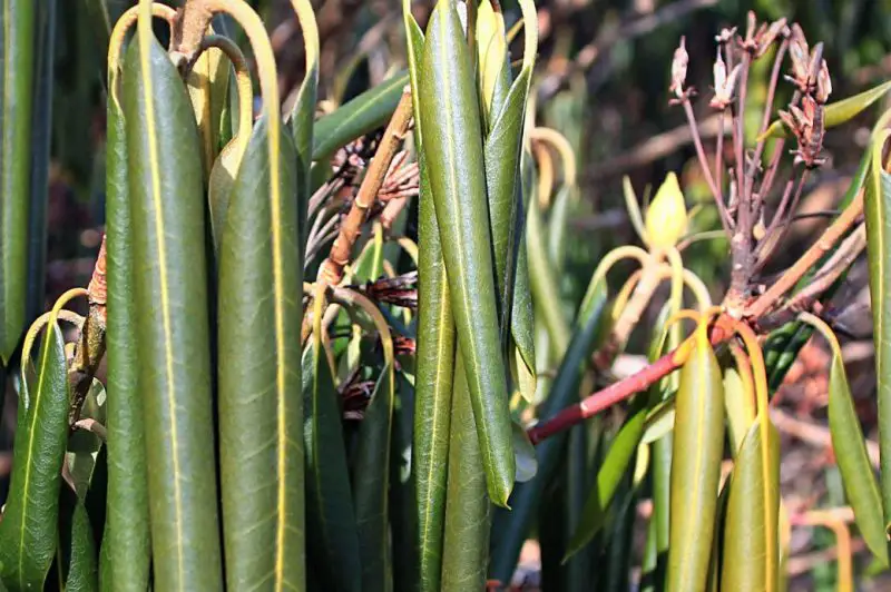 Rhododendron Leaves Curling
