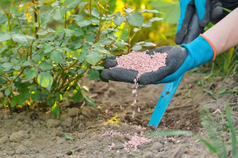 Rose Fertilizer