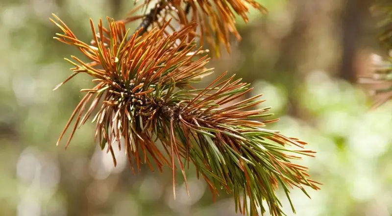 Sick Evergreens