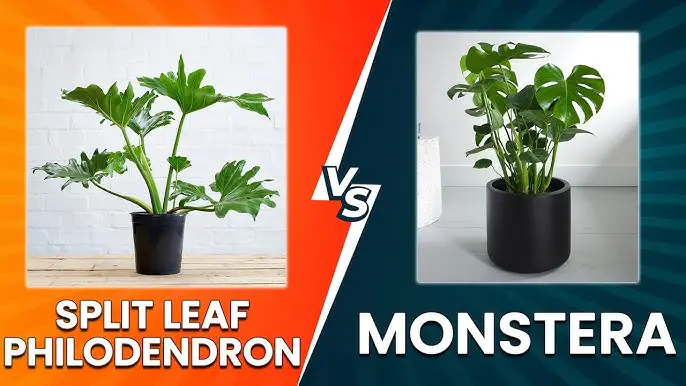 Split Leaf Philodendron vs Monstera