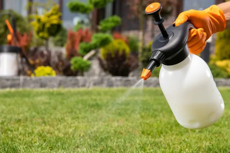 Vinegar Weed Killer Recipe