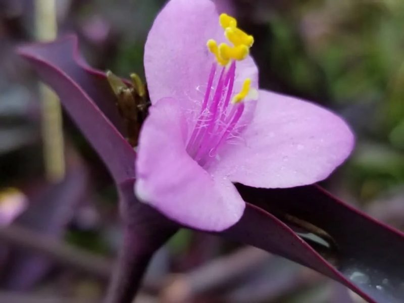Wandering Jew Plant Care