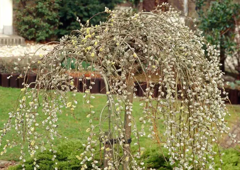 Weeping Pussy Willow Care Tips