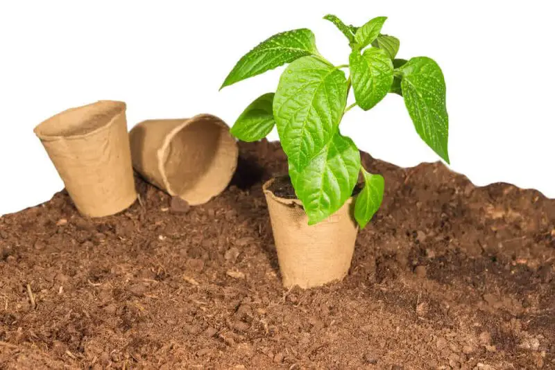 What Does Peat Moss Do To Soil