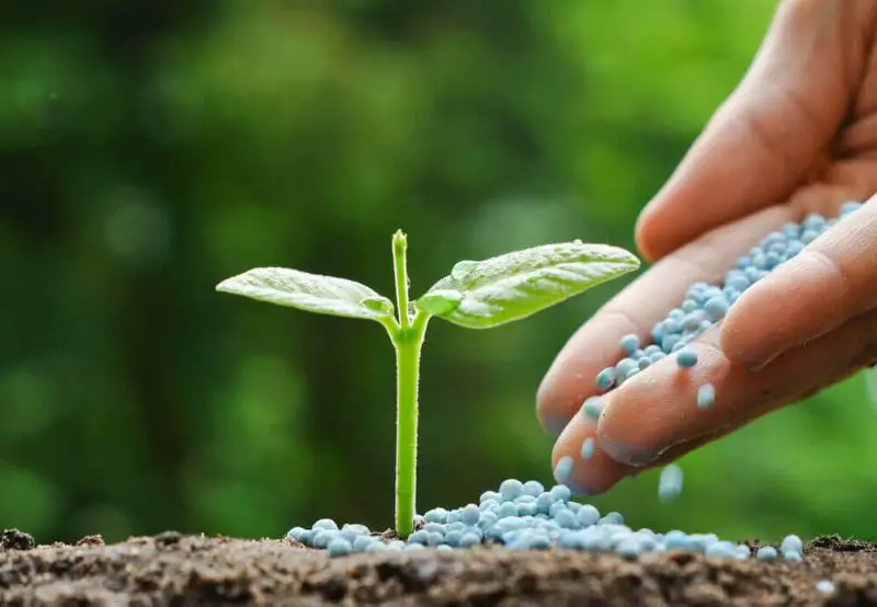 What Is 30-0-8 Fertilizer Used for