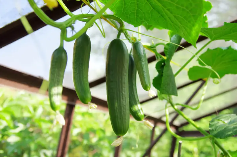 What Month Do You Harvest Cucumbers