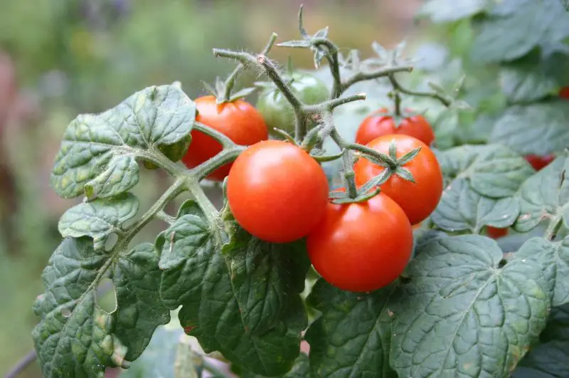 What Not to Plant With Tomatoes