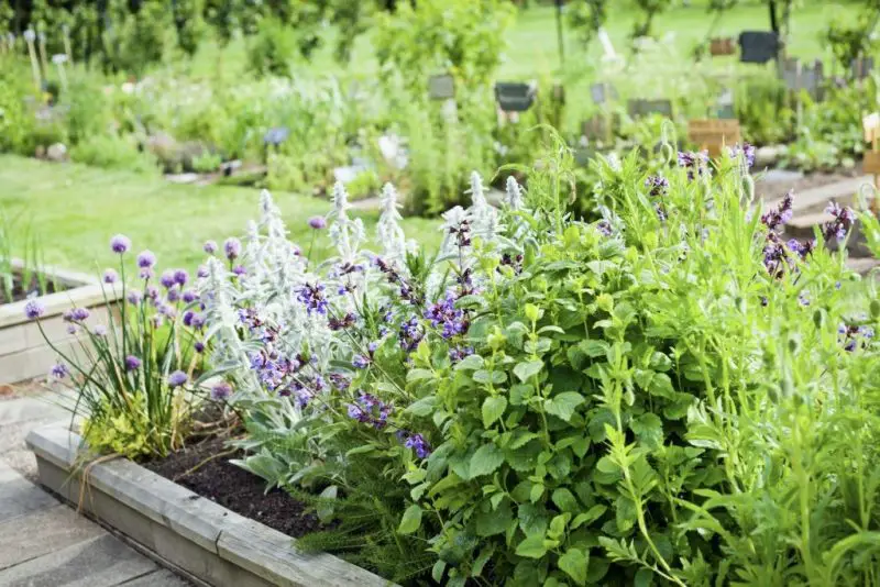 What to Plant with Rosemary in Raised Bed 