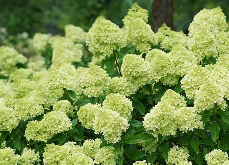 When Do Limelight Hydrangeas Bloom