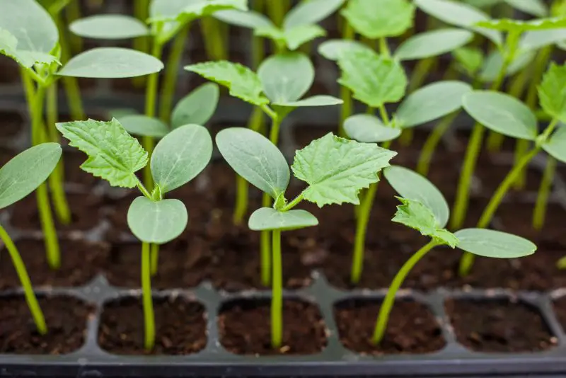 When To Start Cucumber Seeds Indoors