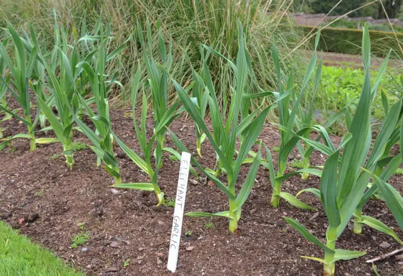When to Harvest Elephant Garlic