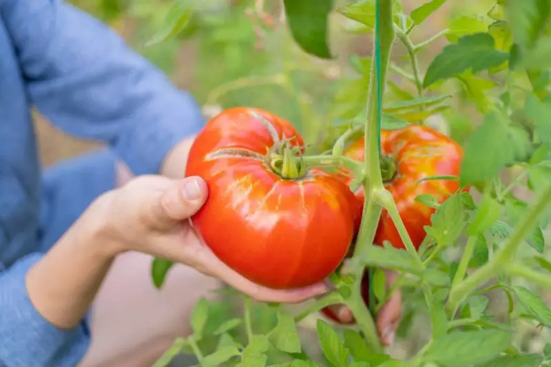 When to Pick Tomatoes
