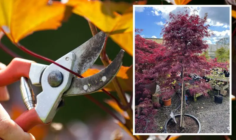 When to Prune Maple Trees