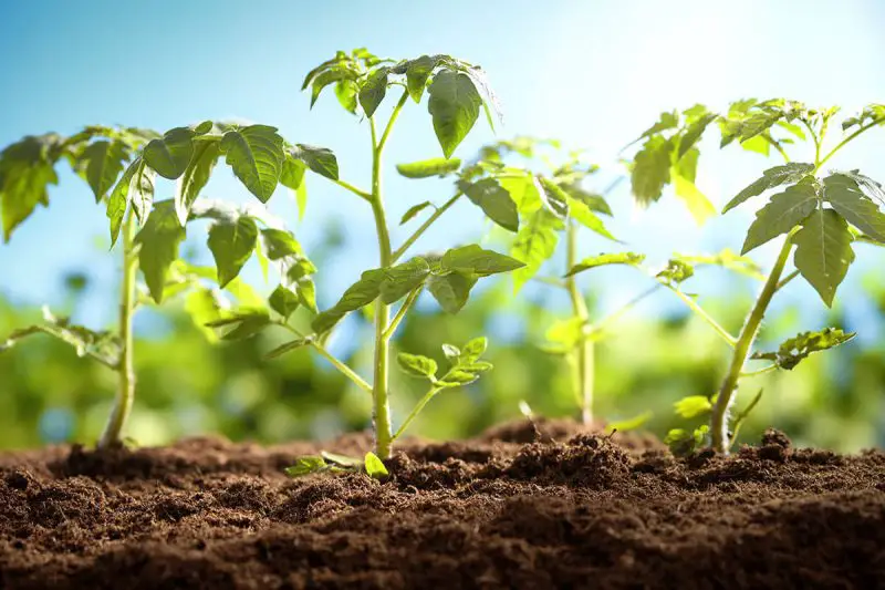 When to Transplant Tomato Seedlings