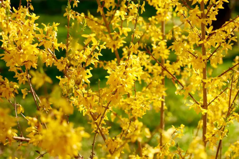 When to Trim Forsythia