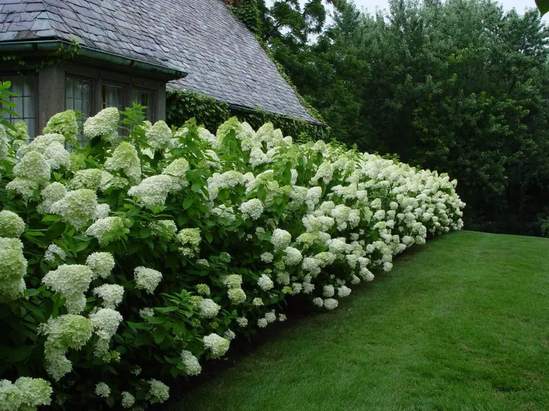 When to Trim Limelight Hydrangea